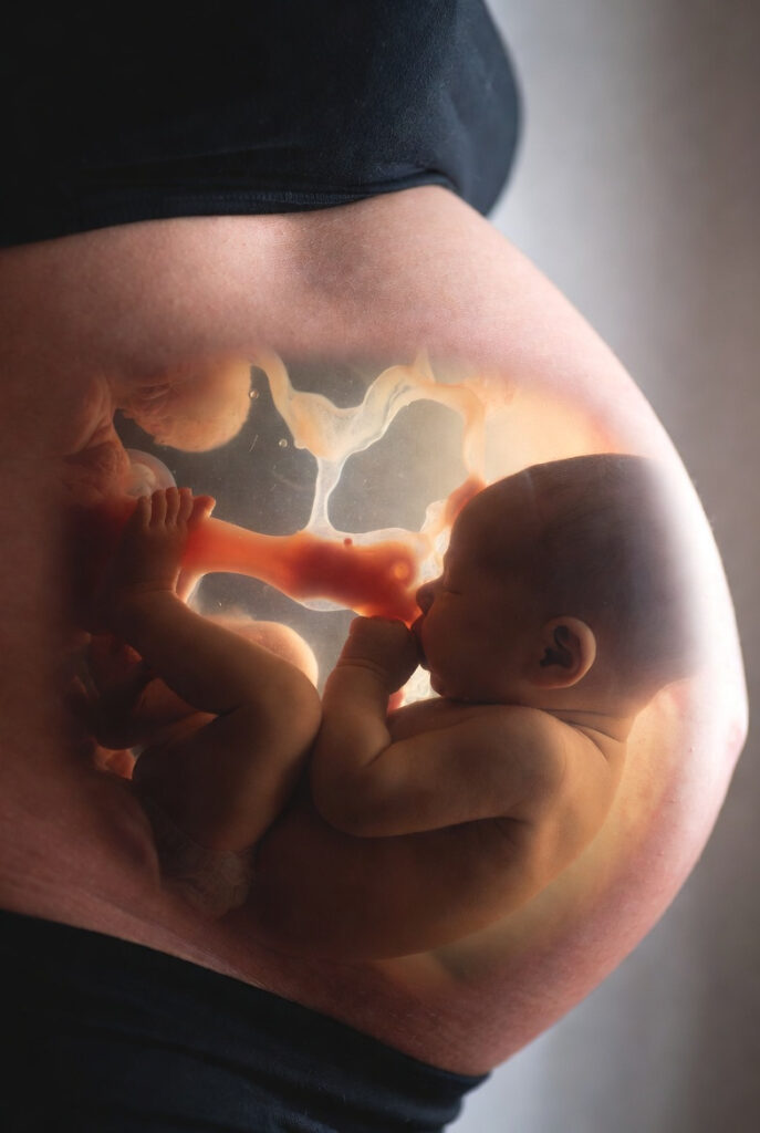 Bebê em desenvolvimento dentro do útero, conectado pelo cordão umbilical, representando o início da vida